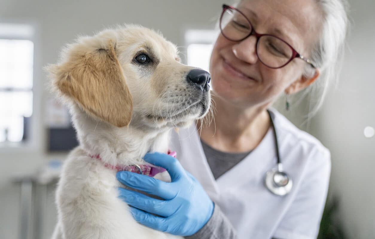 Veterinary Budget Template